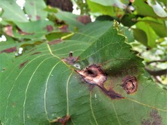 Phylloxera caryaefoliae