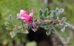 Indigofera esterhuysenae