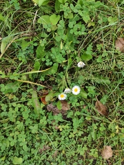 Erigeron strigosus septentrionalis