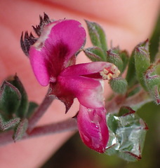 Indigofera esterhuysenae