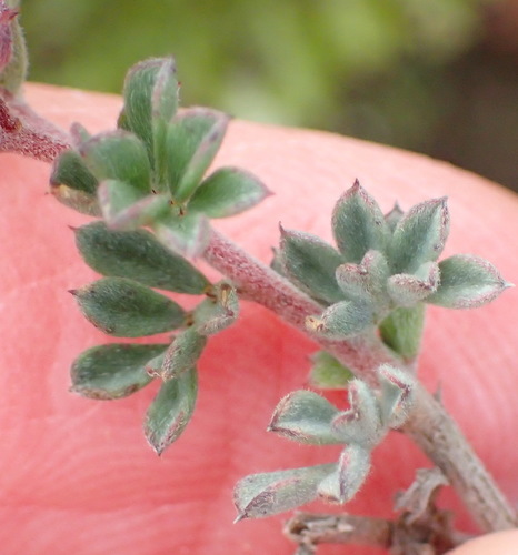 Image of Indigofera esterhuysenae by (c) Nicola van Berkel, some rights reserved (CC BY-SA)