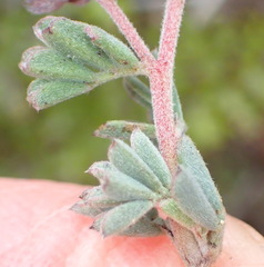 Indigofera esterhuysenae