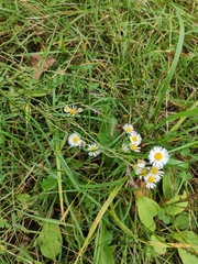 Erigeron strigosus septentrionalis