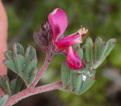 Indigofera esterhuysenae