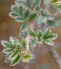 Indigofera esterhuysenae
