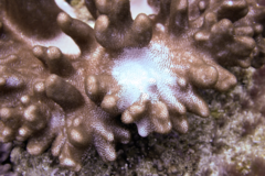Cladiella
