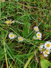 Erigeron strigosus septentrionalis