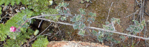 Image of Indigofera esterhuysenae by (c) Nicola van Berkel, some rights reserved (CC BY-SA)