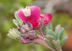 Indigofera esterhuysenae
