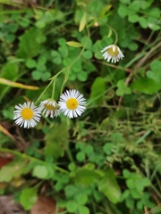 Erigeron strigosus septentrionalis