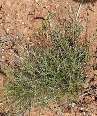 Indigofera intermedia