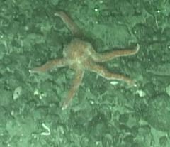 Orthasterias koehleri