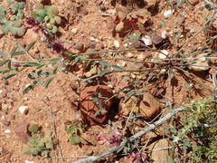 Indigofera intermedia