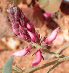 Indigofera intermedia
