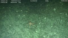 Orthasterias koehleri