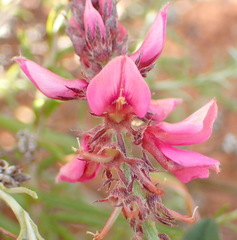 Indigofera intermedia