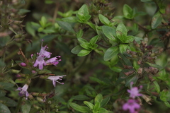 Thymus semiglaber