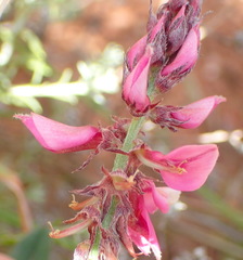 Indigofera intermedia