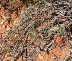 Indigofera intermedia