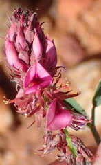 Indigofera intermedia