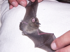 Myotis dinellii