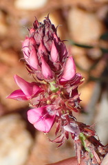 Indigofera intermedia