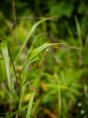 Elymus virginicus virginicus