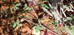 Indigofera intermedia