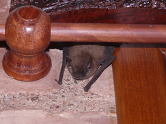 Myotis dinellii