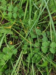 Pimpinella saxifraga