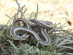 Psammophis crucifer