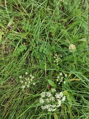 Pimpinella saxifraga