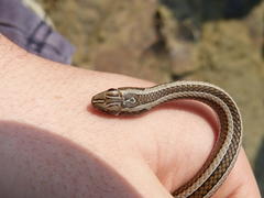Psammophis crucifer