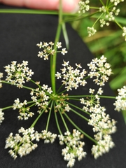 Pimpinella saxifraga