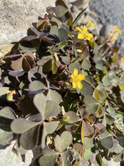 Oxalis corniculata