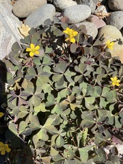 Oxalis corniculata