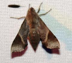 Temnora marginata