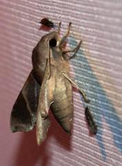Temnora marginata