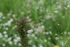 Pontechium maculatum