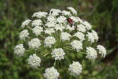 Laserpitium latifolium
