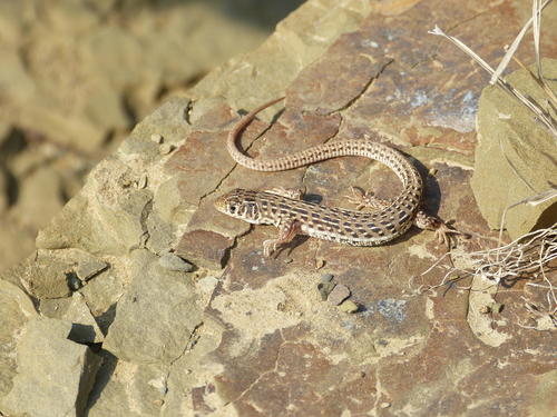 Nucras lalandii