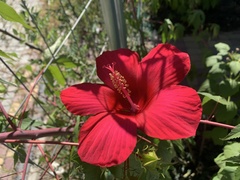 Hibiscus