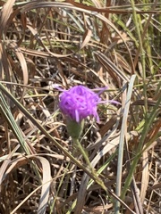 Liatris cymosa