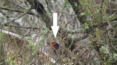 Lybius torquatus torquatus