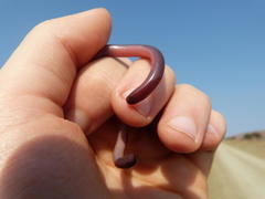 Afrotyphlops bibronii