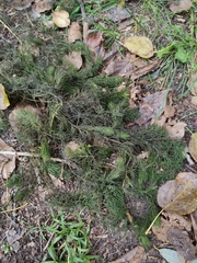 Ceratophyllum demersum