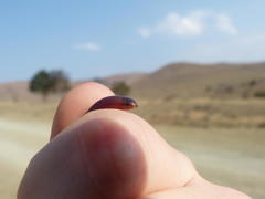 Afrotyphlops bibronii