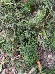 Ceratophyllum demersum