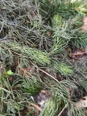 Ceratophyllum demersum