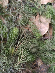 Ceratophyllum demersum